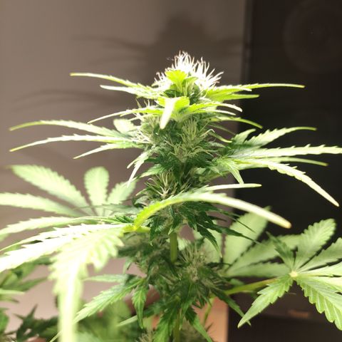 J - Blue Dream - Fast buds #1 growlog timeline photo