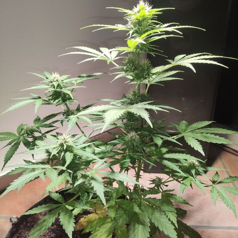 J - Blue Dream - Fast buds #1 growlog timeline photo
