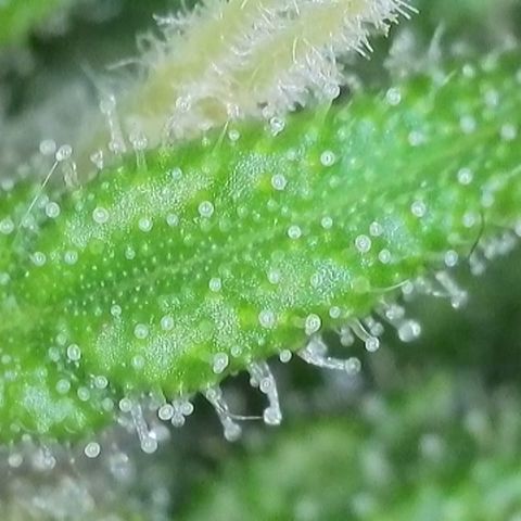 J - Blue Dream - Fast buds #1 growlog timeline photo