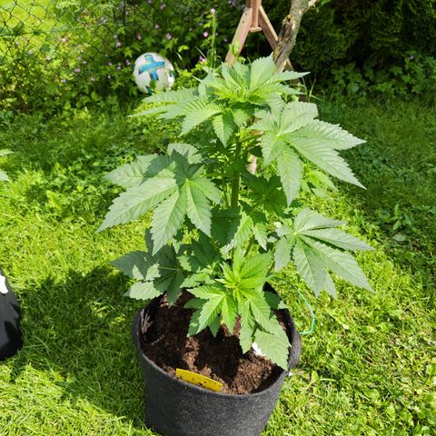 M - Runtz (Zamnesia Genetics)  growlog timeline photo