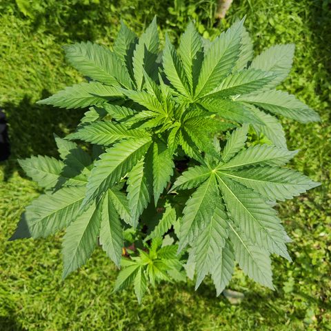 M - Runtz (Zamnesia Genetics)  growlog timeline photo