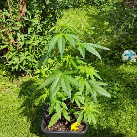 M - Amnesia Haze (Zamnesia Genetics)  growlog timeline photo