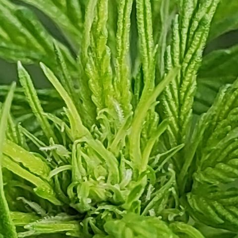 M - Black Orchid Automatic (Zamnesia Genetics)  growlog timeline photo