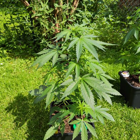 M - Black Orchid Automatic (Zamnesia Genetics)  growlog timeline photo