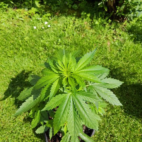 M - Northern Light Automatic (Sensi Seeds Genetics)  growlog timeline photo
