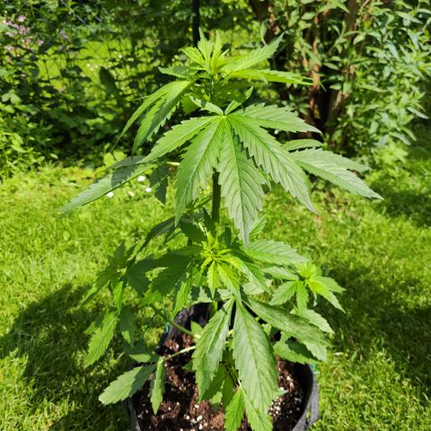 M - Northern Light Automatic (Sensi Seeds Genetics)  growlog timeline photo