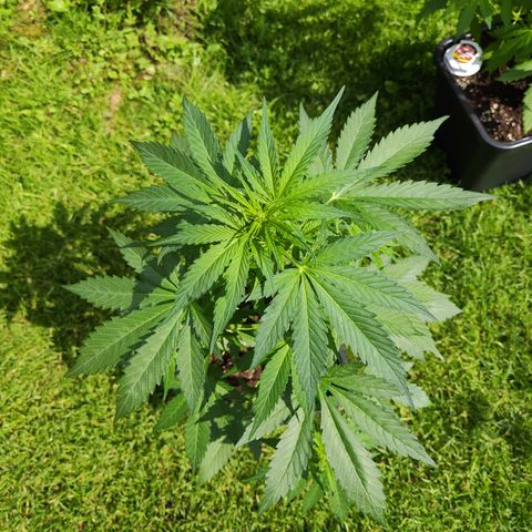 M - Black Orchid Automatic (Zamnesia Genetics)  growlog timeline photo