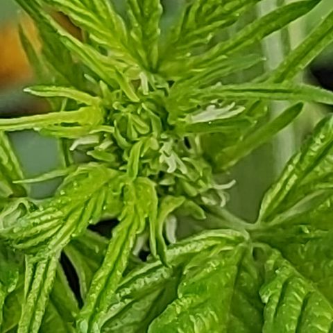 M - Black Orchid Automatic (Zamnesia Genetics)  growlog timeline photo