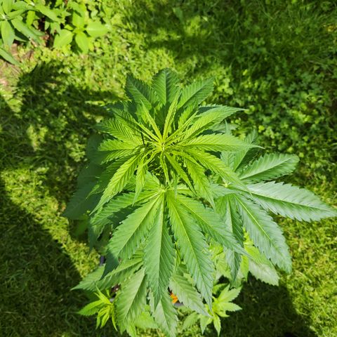M - Amnesia Haze (Zamnesia Genetics)  growlog timeline photo