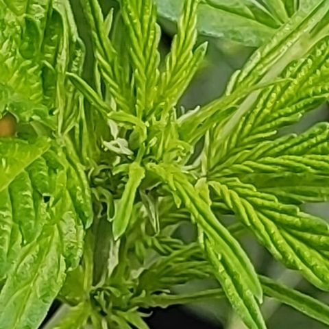 M - Black Orchid Automatic (Zamnesia Genetics)  growlog timeline photo