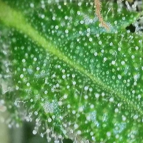 J - Blue Dream - Fast buds #1 growlog timeline photo