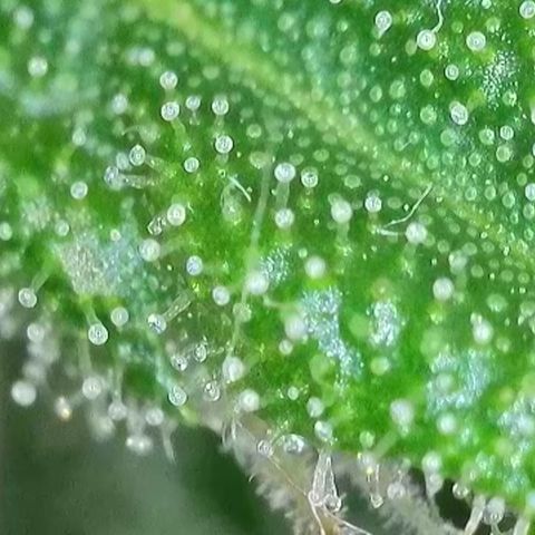 J - Blue Dream - Fast buds #1 growlog timeline photo