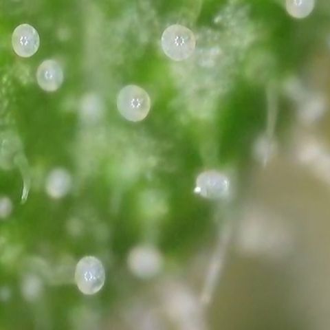 J - Blue Dream - Fast buds #1 growlog timeline photo