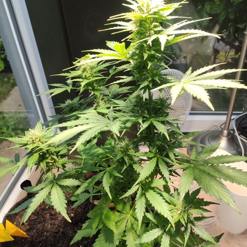 J - Blue Dream - Fast buds #1 growlog timeline photo