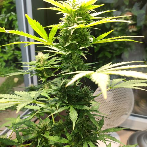 J - Blue Dream - Fast buds #1 growlog timeline photo