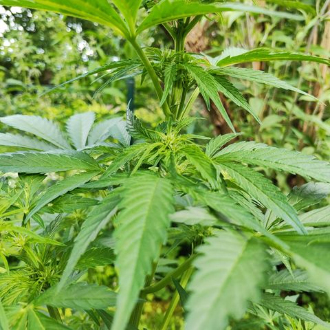 M - Black Orchid Automatic (Zamnesia Genetics)  growlog timeline photo