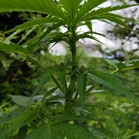 M - Black Orchid Automatic (Zamnesia Genetics)  growlog timeline photo