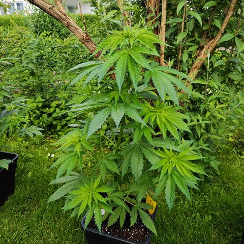 M - Amnesia Haze (Zamnesia Genetics)  growlog timeline photo