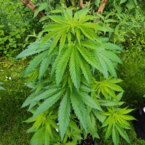 M - Amnesia Haze (Zamnesia Genetics)  growlog timeline photo