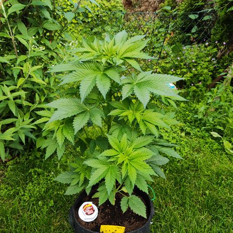 M - Runtz (Zamnesia Genetics)  growlog timeline photo
