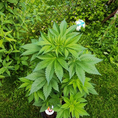 M - Runtz (Zamnesia Genetics)  growlog timeline photo