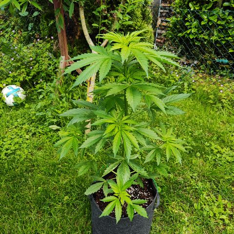 M - Northern Light Automatic (Sensi Seeds Genetics)  growlog timeline photo