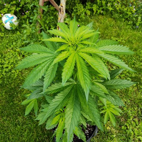 M - Northern Light Automatic (Sensi Seeds Genetics)  growlog timeline photo