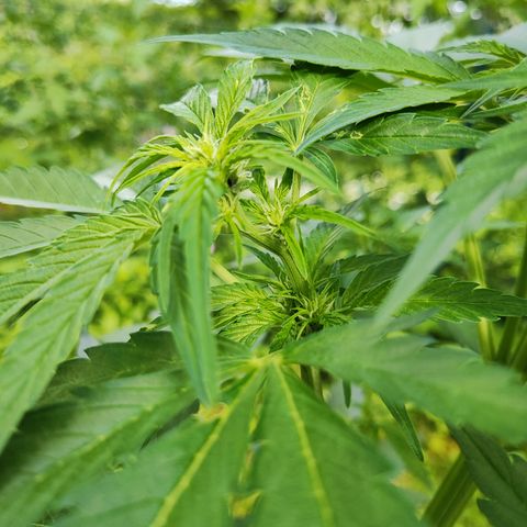 M - Black Orchid Automatic (Zamnesia Genetics)  growlog timeline photo