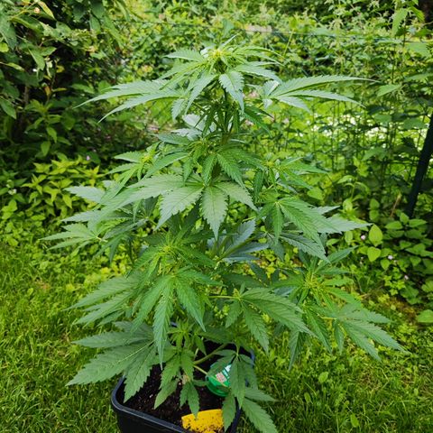 M - Black Orchid Automatic (Zamnesia Genetics)  growlog timeline photo