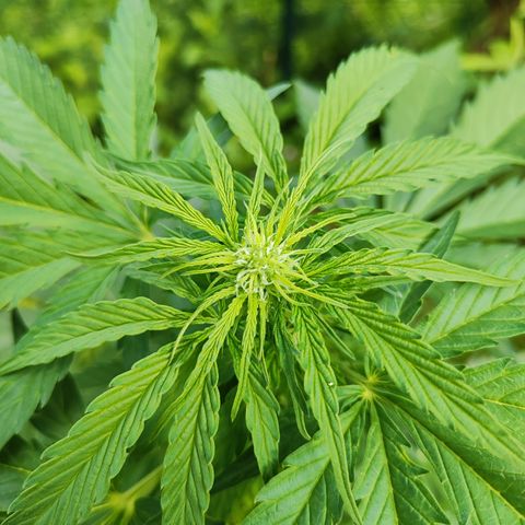 M - Black Orchid Automatic (Zamnesia Genetics)  growlog timeline photo