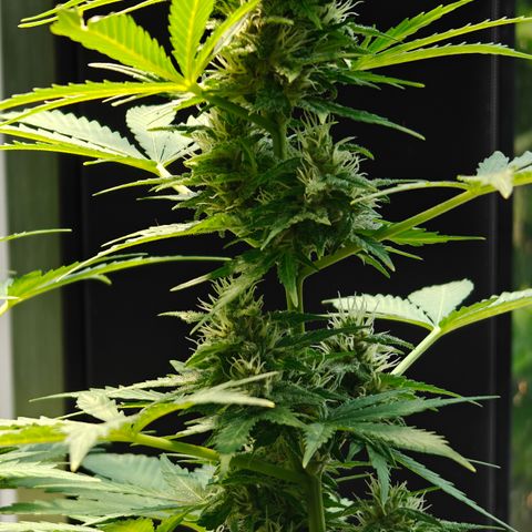 J - Blue Dream - Fast buds #1 growlog timeline photo