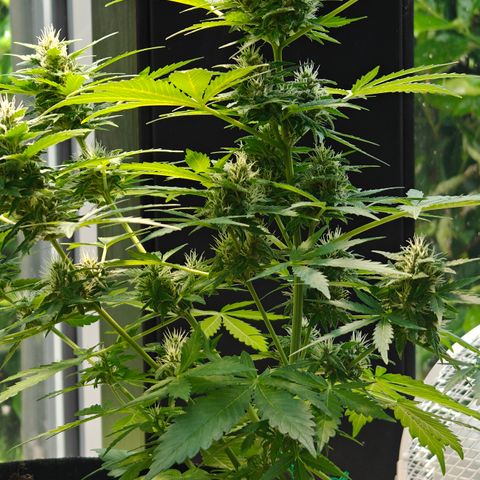 J - Blue Dream - Fast buds #1 growlog timeline photo