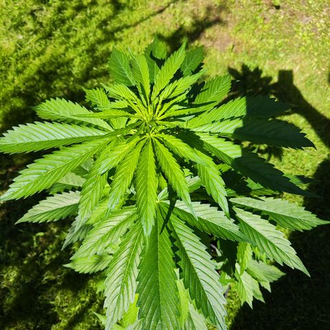 M - Northern Light Automatic (Sensi Seeds Genetics)  growlog timeline photo