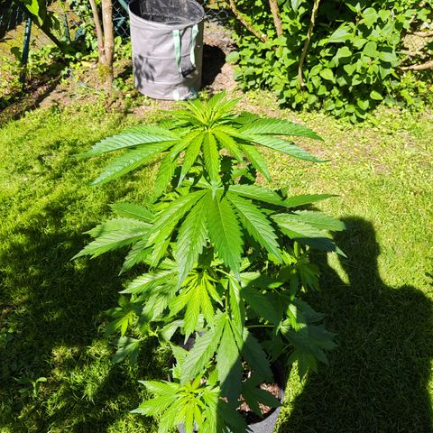 M - Northern Light Automatic (Sensi Seeds Genetics)  growlog timeline photo