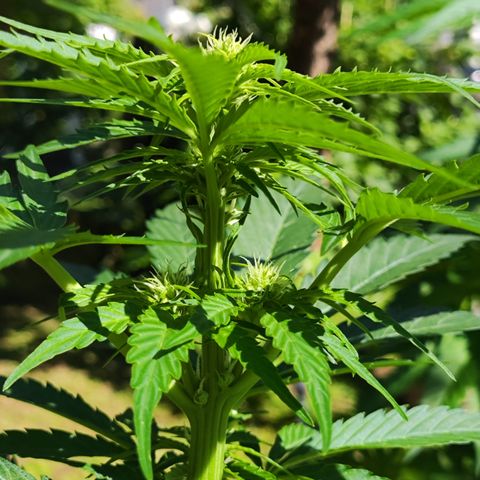 M - Black Orchid Automatic (Zamnesia Genetics)  growlog timeline photo