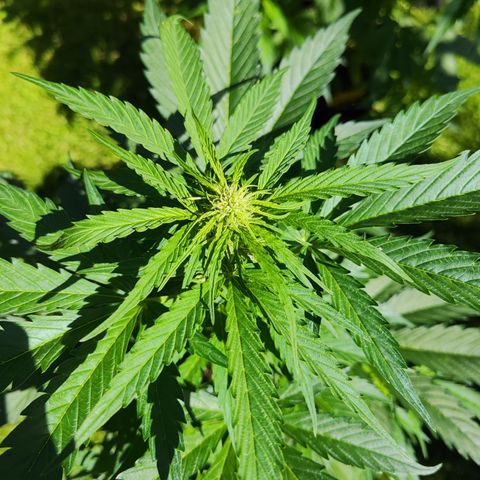 M - Black Orchid Automatic (Zamnesia Genetics)  growlog timeline photo
