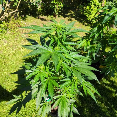 M - Black Orchid Automatic (Zamnesia Genetics)  growlog timeline photo
