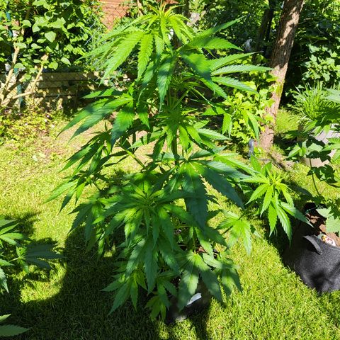 M - Amnesia Haze (Zamnesia Genetics)  growlog timeline photo