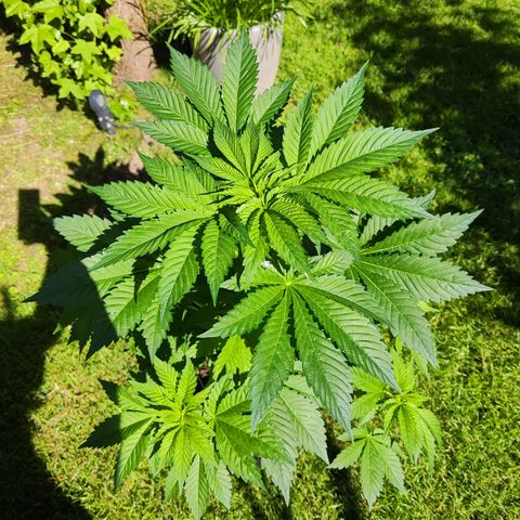 M - Runtz (Zamnesia Genetics)  growlog timeline photo