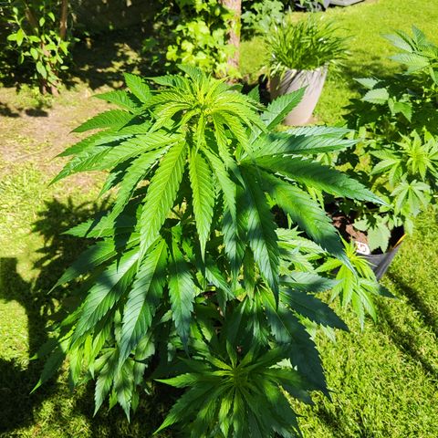 M - Amnesia Haze (Zamnesia Genetics)  growlog timeline photo