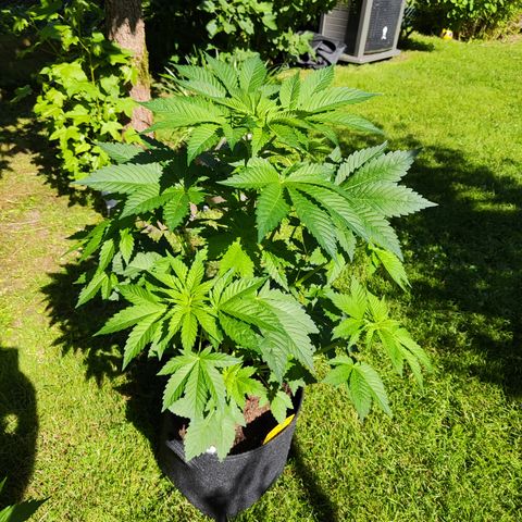 M - Runtz (Zamnesia Genetics)  growlog timeline photo