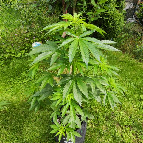 M - Northern Light Automatic (Sensi Seeds Genetics)  growlog timeline photo