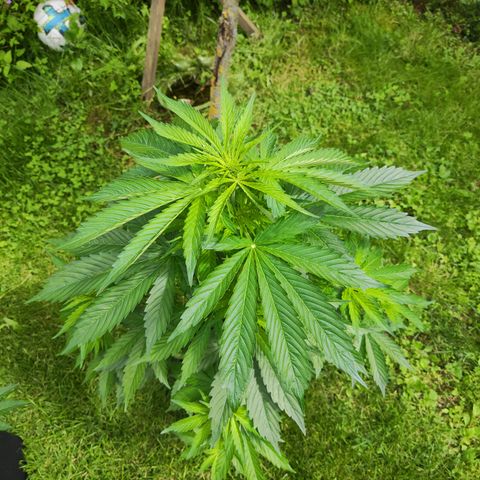 M - Northern Light Automatic (Sensi Seeds Genetics)  growlog timeline photo