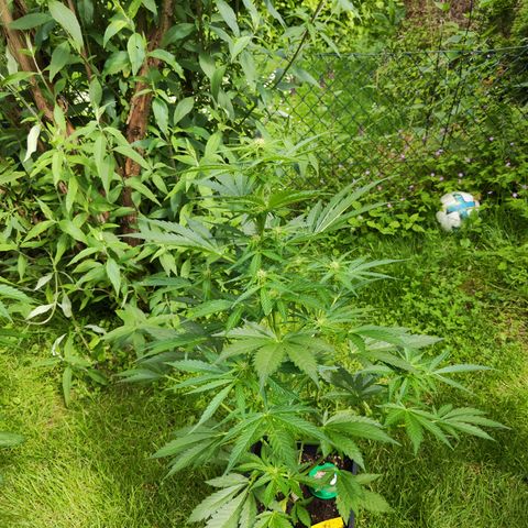 M - Black Orchid Automatic (Zamnesia Genetics)  growlog timeline photo