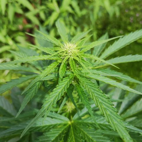 M - Black Orchid Automatic (Zamnesia Genetics)  growlog timeline photo