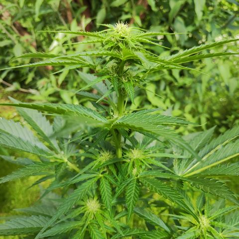 M - Black Orchid Automatic (Zamnesia Genetics)  growlog timeline photo
