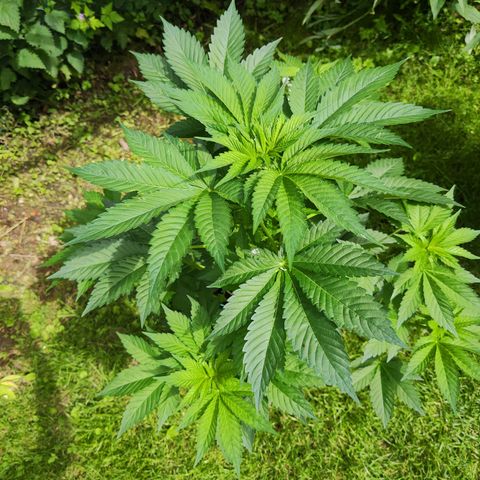 M - Runtz (Zamnesia Genetics)  growlog timeline photo