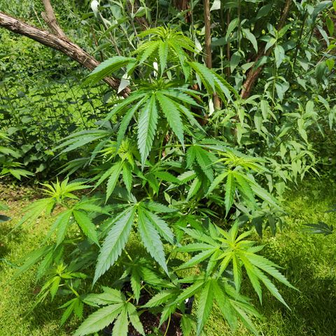 M - Amnesia Haze (Zamnesia Genetics)  growlog timeline photo