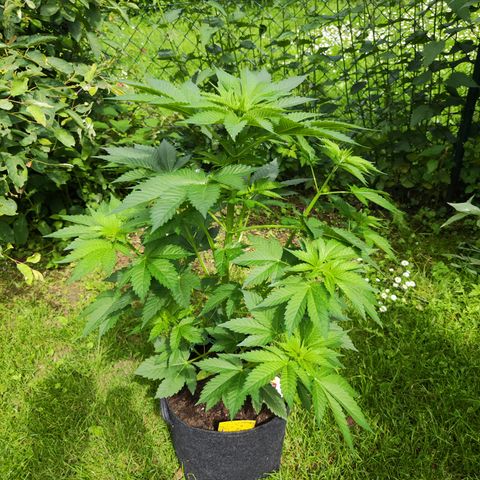 M - Runtz (Zamnesia Genetics)  growlog timeline photo