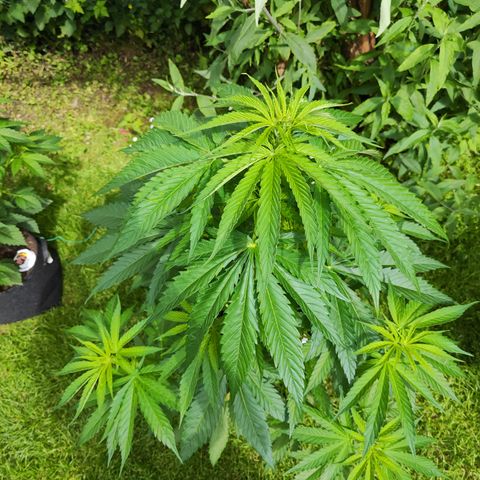 M - Amnesia Haze (Zamnesia Genetics)  growlog timeline photo